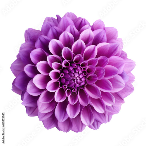 Violet purple dahlia isolated on transparent background transparency 