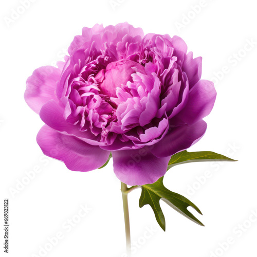 Purple,violet peony flower blossom isolated on transparent background,transparency 