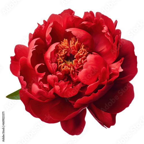 Fototapeta Naklejka Na Ścianę i Meble -  Red peony isolated on transparent background,transparency 