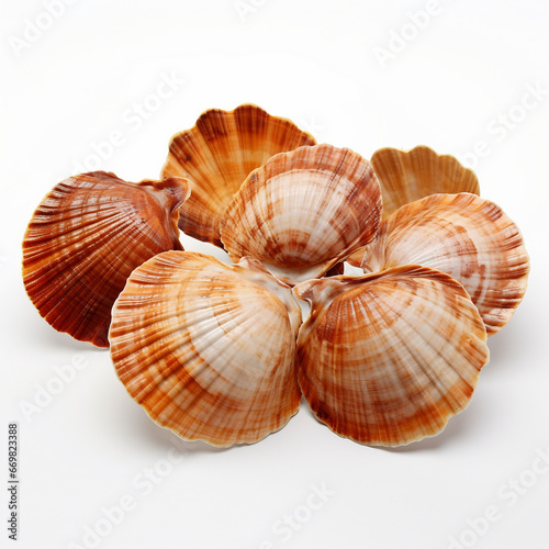 shells on a white background