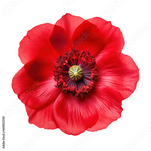 Red anemone flower blossom isolated on transparent background,transparency  © SaraY Studio 