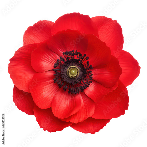 Red anemone flower blossom isolated on transparent background transparency 