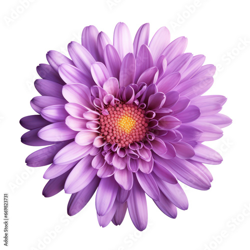 Purple violet chrysanthemum isolated on transparent background transparency 