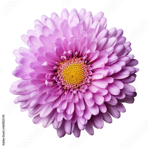 Purple violet chrysanthemum isolated on transparent background transparency 