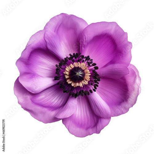 Purple,violet anemone flower blossom isolated on transparent background,transparency 