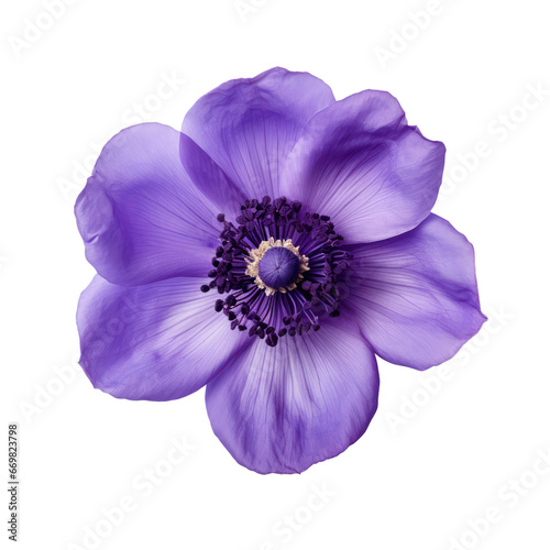 Purple,violet anemone flower blossom isolated on transparent background,transparency  © SaraY Studio 