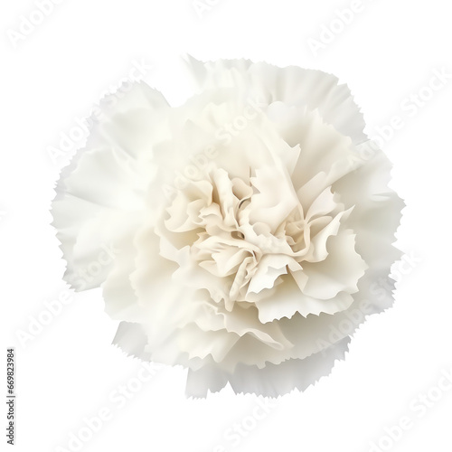 White carnation isolated on transparent background,transparency  © SaraY Studio 
