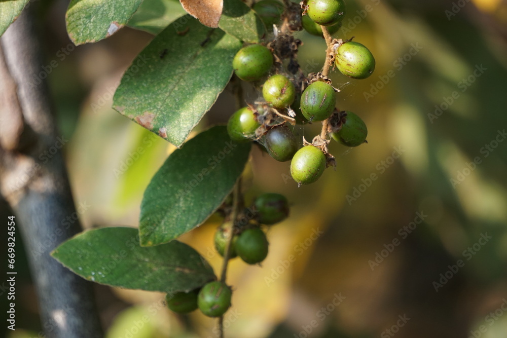 Bridelia stipularis is a perennial evergreen climber that grow over hedges and bushes and sometimes on bigger trees