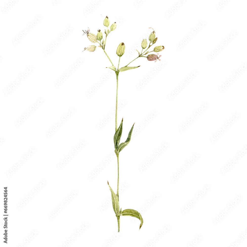 Fototapeta premium watercolor drawing plant of bladder campion with leaves and flowers isolated at white background,maidenstears, Silene vulgaris,natural element, hand drawn botanical illustration