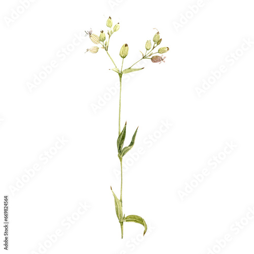 watercolor drawing plant of bladder campion with leaves and flowers isolated at white background,maidenstears, Silene vulgaris,natural element, hand drawn botanical illustration photo