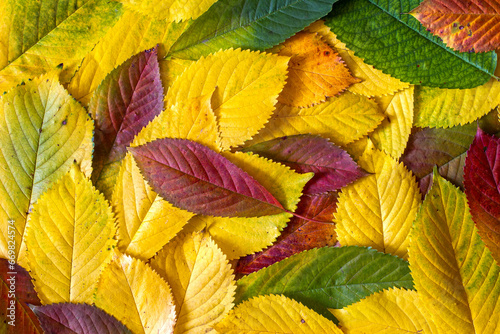 Bright natural autumn leaves. Background of autumn leaves. Yellow, red and green leaves.