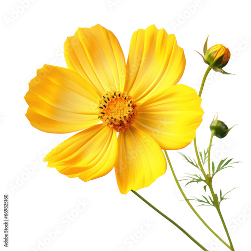 Yellow cosmos blossom isolated on transparent background transparency 
