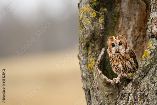 Autumn in nature with an Tawny owl (Strix aluco) sits on a tree trunk apple tree on a nest hole. Portrait of a owl in the nature habitat.