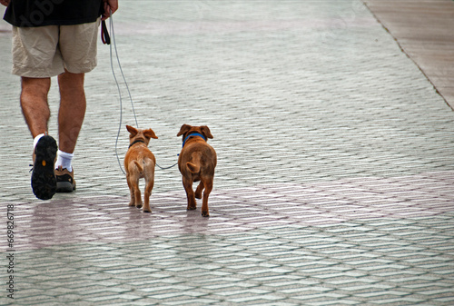 Canvas Print Palma, Mallorca, Spain, Europe - man walking out two small dogs, street scene