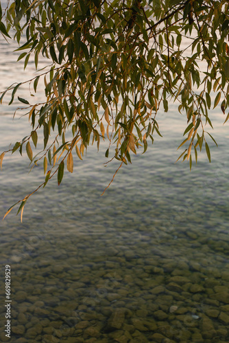 Branch with autumn-colored leaves and a beautiful transparent lake