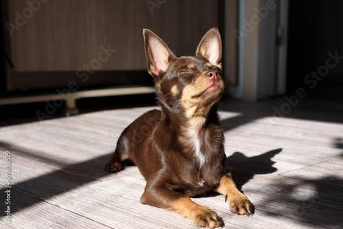 Little dog is lying with eyes closed in pleasure, basking in the sun