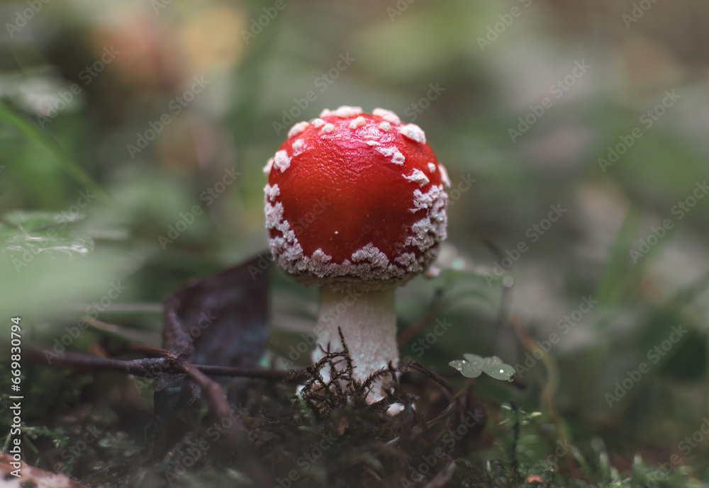 Amanita muscaria, fly agaric in the forest Amanita muscaria, fly agaric in the forest