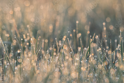 Fototapeta Naklejka Na Ścianę i Meble -  morning dew drop on green grass, spring background