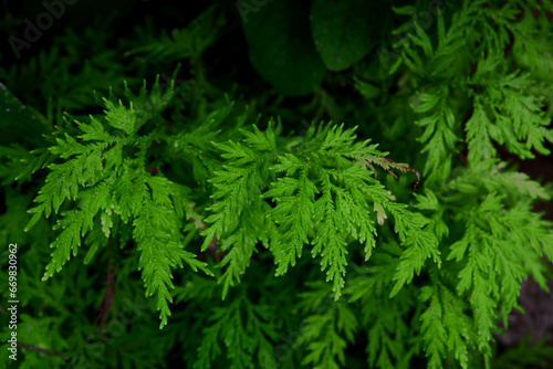 Close-up of fern leaves grow up in forest