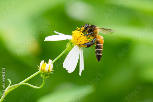 Honey bee collecting nectar from Bidens alba flower