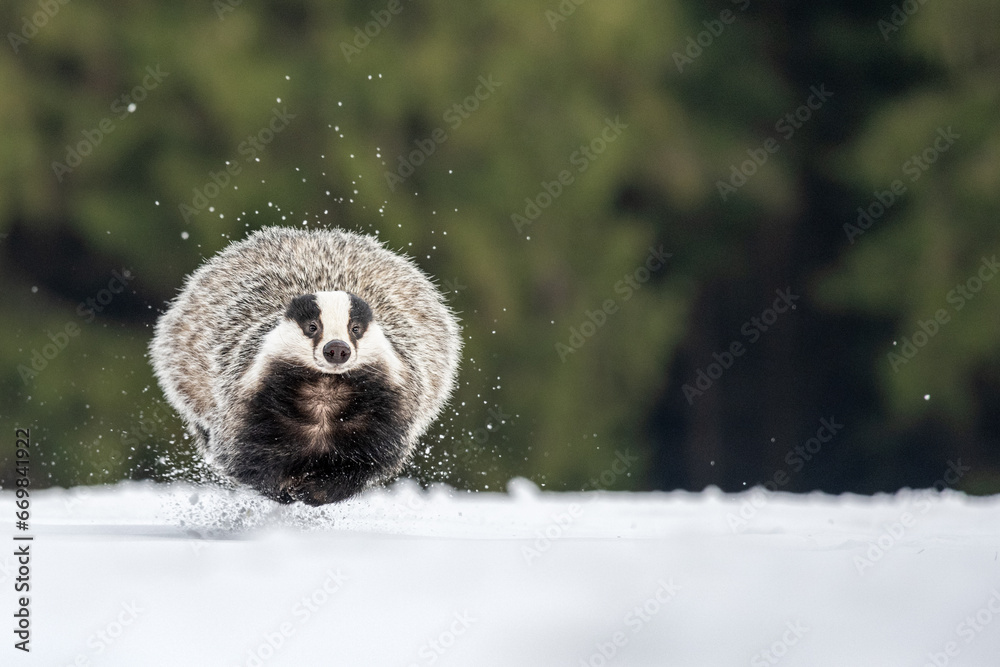 Obraz premium The European badger (Meles meles) walks in a snow winter landscape. Portrait of a badger in the nature habitat.
