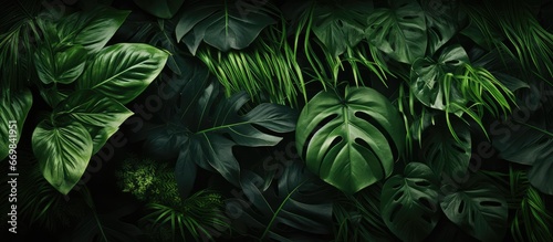 Abstract jungle background formed by tropical greenery leaves