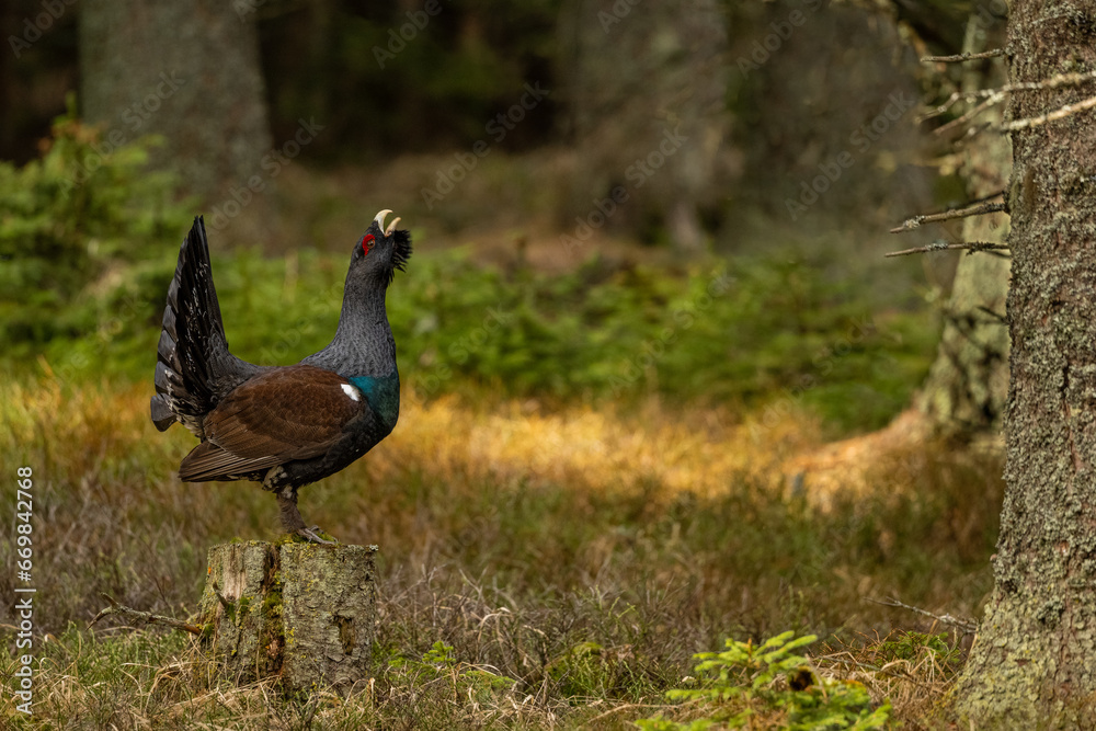 Obraz premium The western capercaillie (Tetrao urogallus), also known as the Eurasian capercaillie, wood grouse, heather cock, cock-of-the-woods, or simply capercaillie in the spring spruce forest.