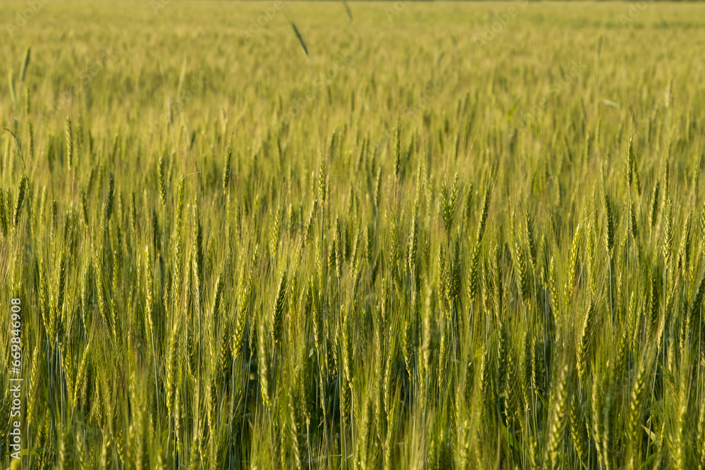 Two-rowed barley or Hordeum distichon growing in the field Two-rowed barley or Hordeum distichon growing in the field