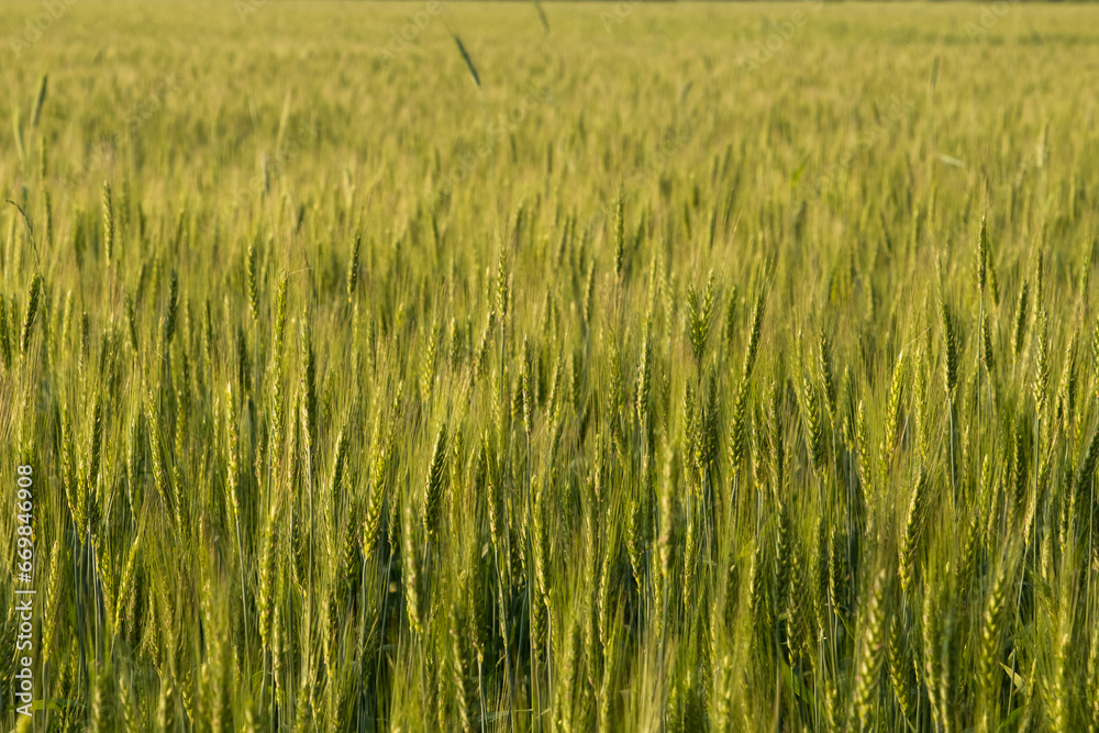 Two-rowed barley or Hordeum distichon growing in the field