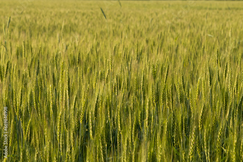 Two-rowed barley or Hordeum distichon growing in the field