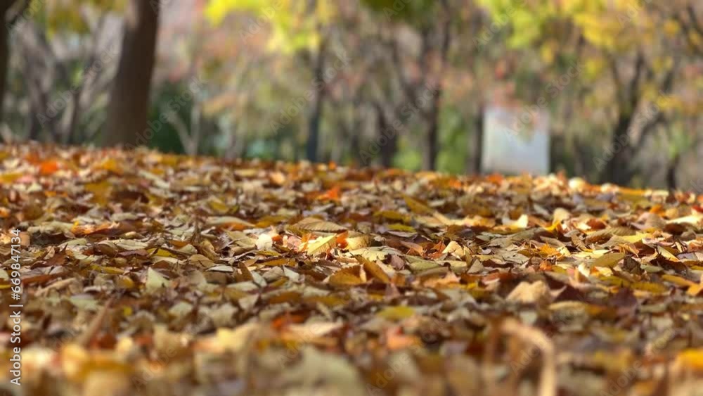 the foot of a man walking along a fallen leafy road
the foot of a man walking along a fallen leafy road