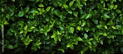 Hedgerow in green © AkuAku