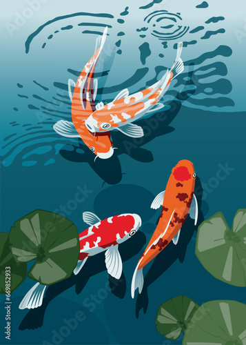 Beautiful colored Koi Carps swimming in the pond. Vector illustration.