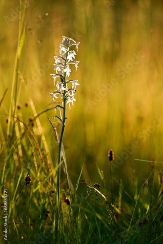 Platanthera bifolia (Platanthera bifolia), commonly known as the lesser butterfly orchid in the meadow full of different grass and flowers on sunset.