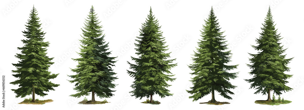 Set of green fir trees isolated on the white background, Christmas pine tree, vector illustration