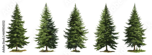 Set of green fir trees isolated on the white background  Christmas pine tree  vector illustration