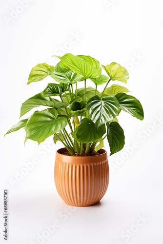Philodendron in terracotta pot isolated on white background.