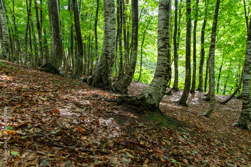 Naklejka premium ぶな林の紅葉