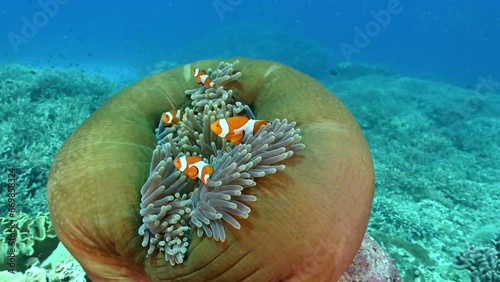 Common clown fishes, Ampriprion ocellaris, in a magnificent sea anemone Raja Ampat Indonesia photo