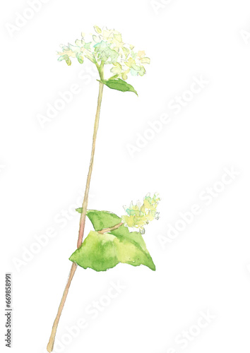 手描き水彩で描いたソバの花のイラスト 白バック 透過背景 コピースペース photo