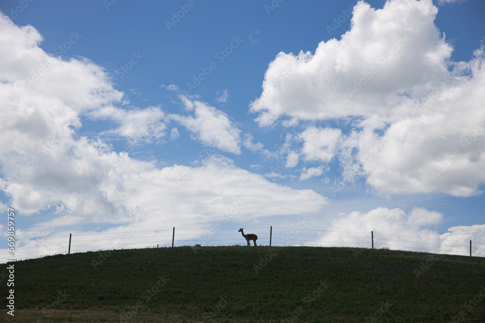 Lone Alpaca standing alone on a farm field in front of fences and blue sky.