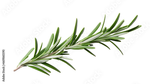 A rosemary leaf on the white background photo