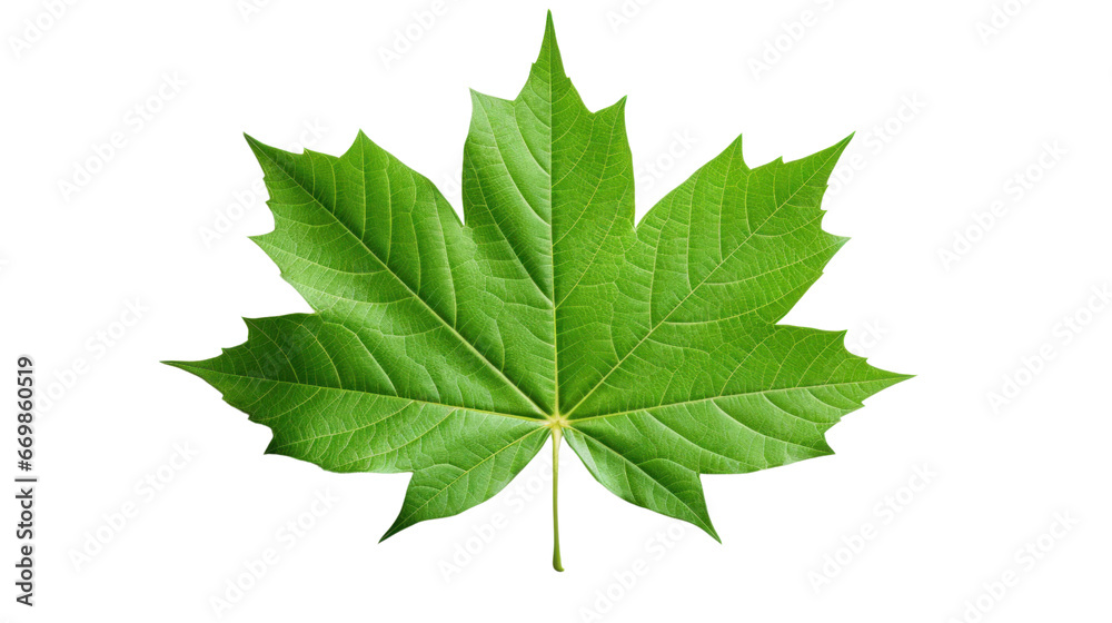 Green maple leaf on the transparent background Green maple leaf on the transparent background