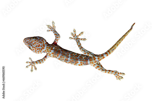 Top view of dead Tokay Gecko isolated on white background included clipping path.