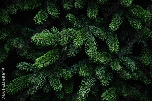 A close-up view of a bunch of pine trees. Perfect for nature enthusiasts and those looking to capture the beauty of the forest.