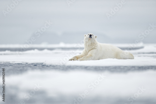 Wildlife Svalbard  Norway. Bears with carcass fur coat skin  wildlife nature. Carcass blue sky and clouds. Nature  - polar bear on drifting ice with snow feeding on killed seal  skeleton and blood.