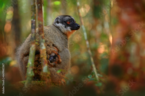 Wildlife Madagascar. Eulemur rubriventer, Red-bellied lemur, Akanin’ ny nofy, Madagascar. Small brown monkey with cub babe in fur coat in the nature habitat, wide angle lens with forest habitat. photo