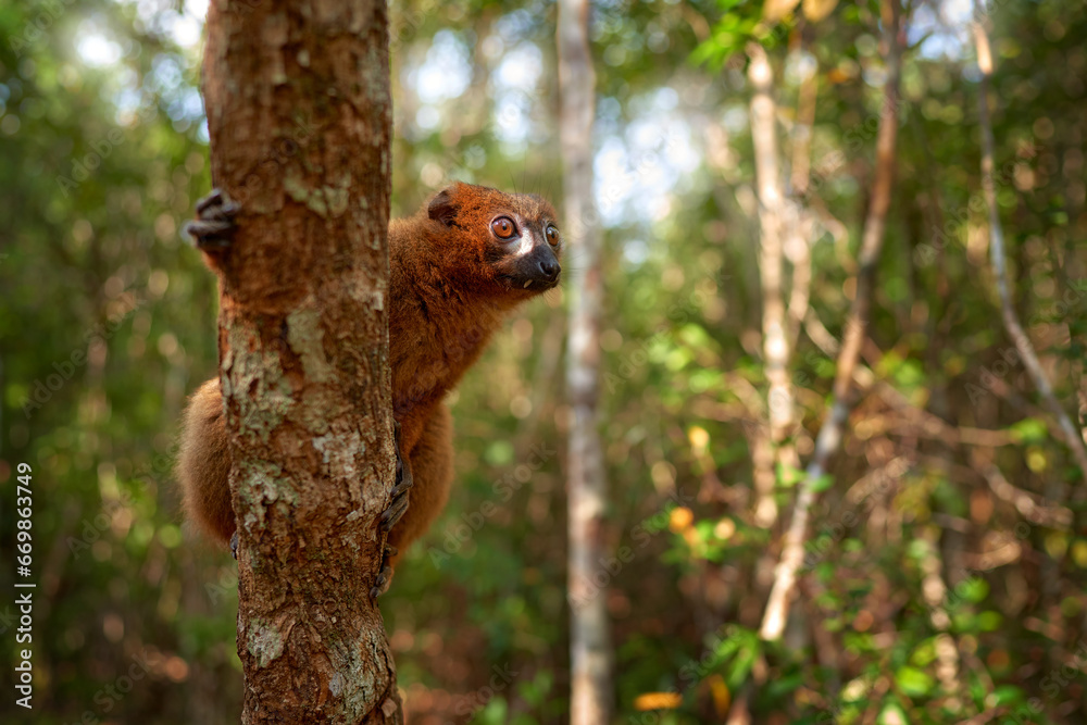 Wildlife Madagascar. Eulemur rubriventer, Red-bellied lemur, Akanin’ ny nofy, Madagascar. Small brown monkey in the nature habitat, wide angle lens with forest habitat.