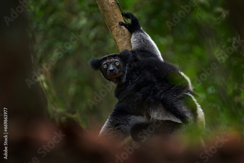 Wildlife Madagascar, indri monkey portrait with young, Madagascar endemic. Lemur in nature vegetation. Sifaka on the tree, sunny evening. Monkey with blue eye. Nature forest tree habitat.