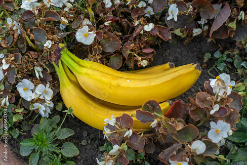 bunch of bananas on living plants in the garden at a picnic